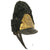 Original Austrian Early 19th Century Century Grenadier Bearskin Mitre Cap Original Items